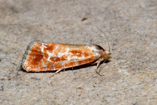 Rhyacionia buoliana